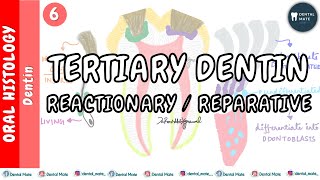 Tertiary Dentin  Reactionary  Regenerated  Reparative  Response  Reactive Dentin  Dr Paridhi [upl. by Atikin]