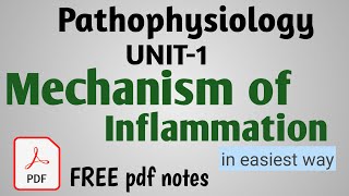 Mechanism of inflammation  Mechanism involved in inflammation  unit1 pathology  in hindi [upl. by Asel]