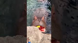 cincinnatizoon Hippos Get Watermelon Treats  Cincinnati Zoo shorts bringingthezootoyou zoo [upl. by Balbur]