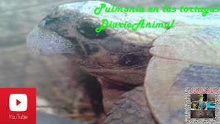 La Pulmonia en las tortugas  DiarioAnimal [upl. by Cynthie681]