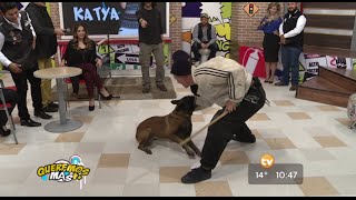 Queremos Mas  Perros Deportivos con Lissy [upl. by Aihsyla76]