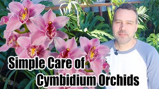 How to Grow and Care for Cymbidium Orchids [upl. by Felicio935]