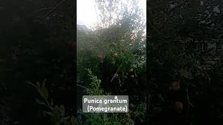 Punica granatum anar pomegranate local kishtwar homegarden morning nature beautiful [upl. by Suinotna]