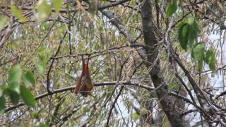 Yellow Winged Bat Lavia frons [upl. by Woodruff]