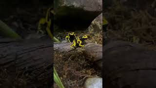 Dendrobates leucomelas [upl. by Anse522]