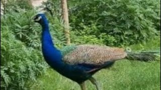 Peacocks danceamazing peacocks dance [upl. by Llednek]