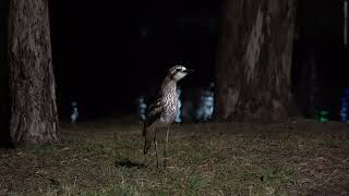 Birds With Long Ass Legs  Australian Curlew [upl. by Kazim46]