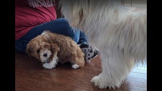 Lhasa Apsos Roman meets his sister Precious for the first time [upl. by Molli]