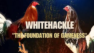 WHITEHACKLE GAMEFOWL BLOODLINE Fighting Style and History [upl. by Adnohsed356]