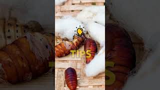 The Secret Life of a Silkworm  FARM TIPS 💡 JOIN US  futurefarming silkworms education [upl. by Adekahs]