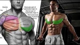 BEST TRAININ EXERCICE PECS [upl. by Coplin]