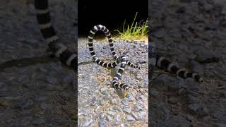 BANDY BANDY SNAKE [upl. by Chappelka]