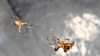 Garden Spider Mating Goes Very Wrong [upl. by Buyer]