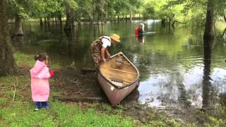 Mayhaw Berry Harvest Begins 2016 [upl. by Ahse]