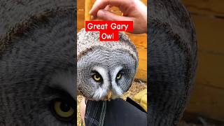 The great and giant gray owl owl youtubeshorts shortvideo shorts [upl. by Huntlee]