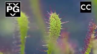 life  Sundew living flypaper  BBC one [upl. by Ylrehs]