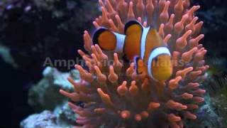 Amphiprion ocellaris [upl. by Humble45]