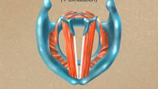 How the Larynx Produces Sound [upl. by Wein]