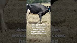 Insider Video of Horizon Organic Milk Supplier Reveals Cow Floating in Fecal Soup [upl. by Tehc]