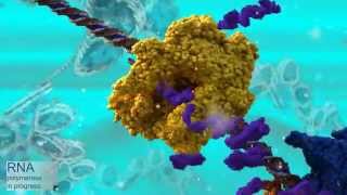 Transcription of DNA by RNA polymerase waudio [upl. by Yrrag]