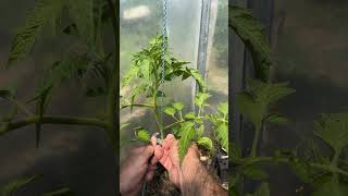 🍅🍅🍅Super technique pour tuteurer vos plants de tomates avec un anneau pratique [upl. by Uokes]