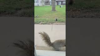 Brown Noser has abs cuteanimal squirrel squirrels wildlife squirrelwatching squirrelvideo [upl. by Cuttie721]