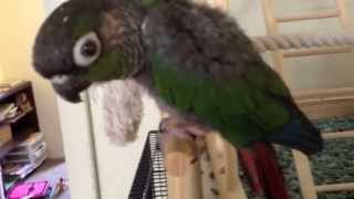 Green cheek Conure talking saying pretty bird 2 [upl. by Brianne145]