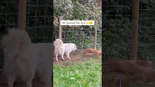 livestockguardiandog training Our karakachan is almost fully trained 🙌 doglover SEE COMMENTS [upl. by Cristina611]