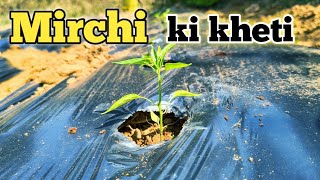 मिर्च की खेती  Mirchi se 8 महीने Paise [upl. by Prowel218]