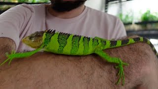 Rarest Reptile Unboxing in the USA [upl. by Lazaro550]