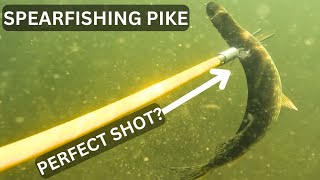 Spearing Pike In Murky Water Quality Isnt Great [upl. by Boynton895]