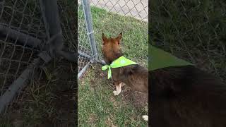 A1976157 Malone meeting dog through fence [upl. by Gracie711]