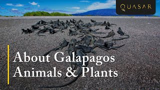 Galapagos Animals About Galapagos Animals amp Plants [upl. by Ellennaj]