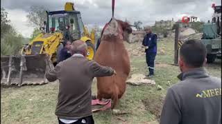 Amasya’da çukura düşen inek vinç yardımıyla kurtarıldı [upl. by Skyla415]