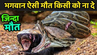 भगवान ऐसी मौत किसी को ना दे  Honey Badger Brutally Attacked [upl. by Stephine]