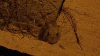 Greater Bilby and FatTailed Dunnart David Fleay Wildlife Park [upl. by Atiuqihs]