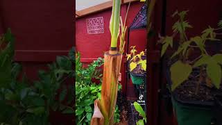 Dwarfing Banana Plants Controlling Banana Plant Size [upl. by Nyral]