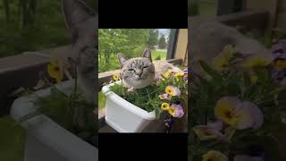 😹 Funniest Cats Ever 🐱  Hilarious Cat Videos to Make You Laugh [upl. by Sibylla767]