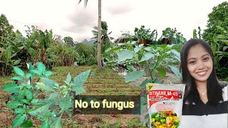 Dithane Applying fungicide to chili No to Fungus [upl. by Aneet479]