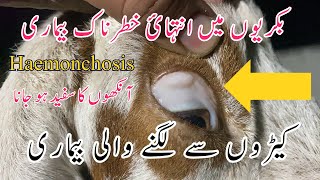 Hamenchosis  Anemia in Goats  Blood Sucking Parasites in Goats  Symptoms  Treatment  Dr Noman [upl. by Cleasta704]