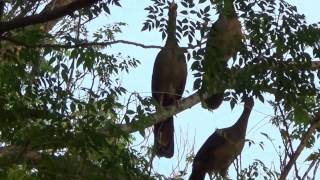 NATURE SINGERS CHACO CHACHALACA sounds ORTALIS CANICOLLIS ARACUÃDOPANTANAL Wild birds free [upl. by Ackerman]