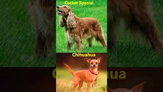 The Incredible Diversity of Dog Breeds Around the Worlddogs [upl. by Notlil]