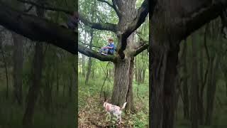 My Grandsons Favorite Tree 🤜🤛 nature morelmushroomhunting mushroomhunting mushroomlife puppy [upl. by Preiser]