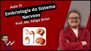 Aula 15 Embriologia do Sistema Nervoso Anatomia e Fisiologia Humana [upl. by Itra]