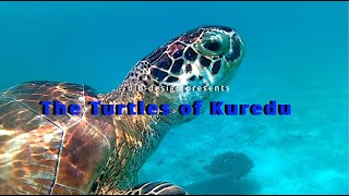 The Turtles of Kuredu [upl. by Bryce]