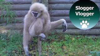 Hilarious Gibbons Freak Out About Rodent [upl. by Jotham]