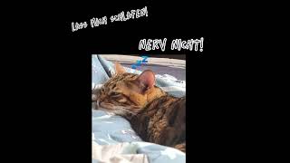 Grummel Bär cat memes kitten catlover cute capcut funny funnycats [upl. by Werda]