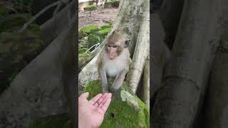 OLDMonkey Gate Feed from me cute🐒💐PR5 shorts animals viral monkeys monkeyvideo monkey [upl. by Selec397]