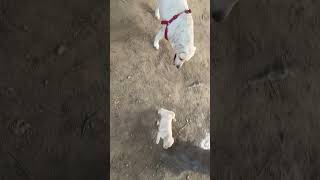 Mom enjoy with son🤗😁🔥 doglover dogshorts dogtraining petlover shortsvideo shortsviral [upl. by Erdua]