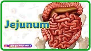 Jejunum Gross anatomy Blood supply Venous drainage Nerve supply and Histology  USMLE Step 1 [upl. by Hajidahk]